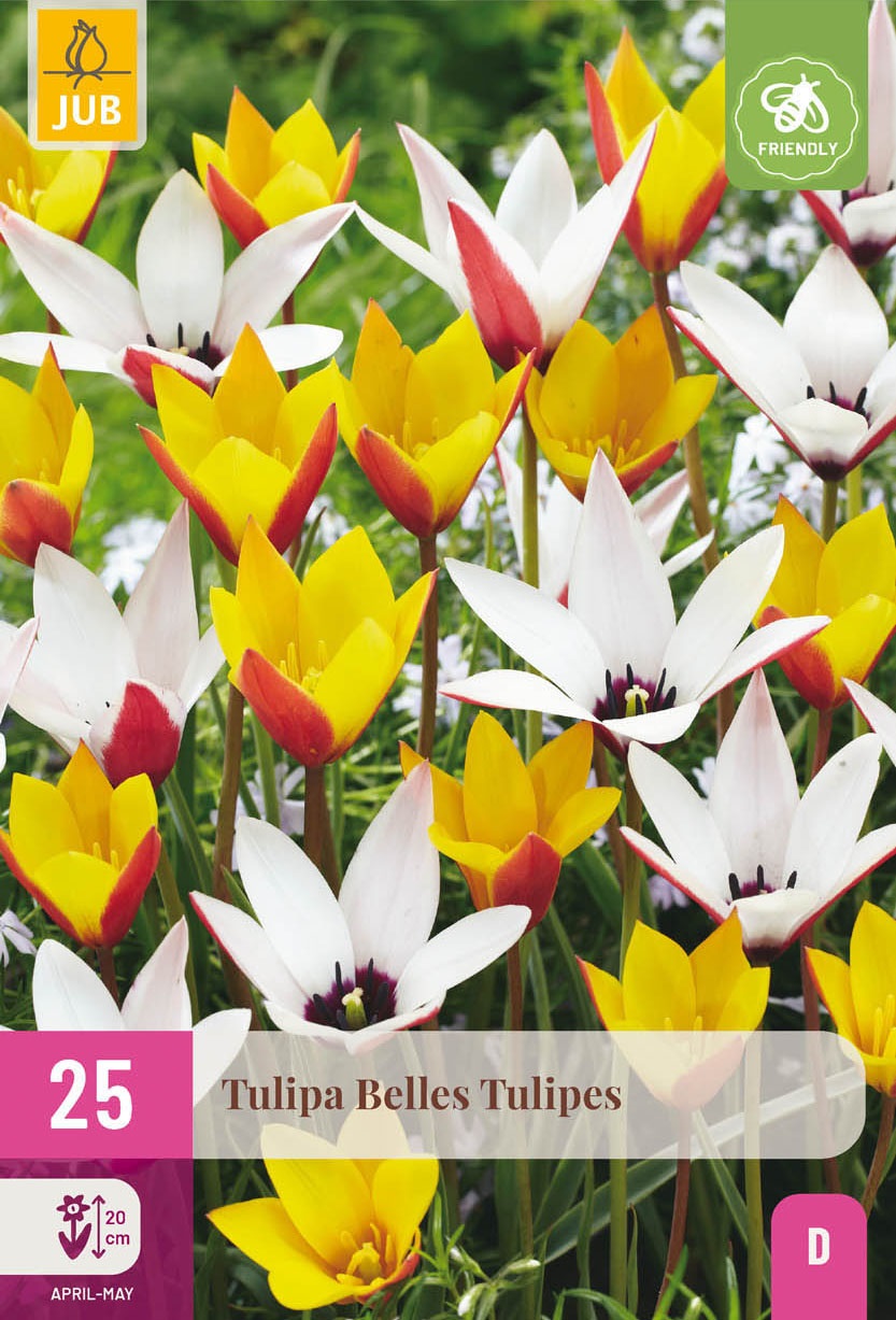 Tulpen-Mischung Belles Tulipes