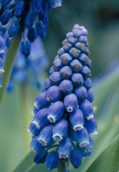 2665301_Muscari armeniacum Christmas Pearl Nahaufnahme einer blauen Traubenhyazinthe (Muscari) mit dichten, traubenförmigen Blüten und grünen Blättern