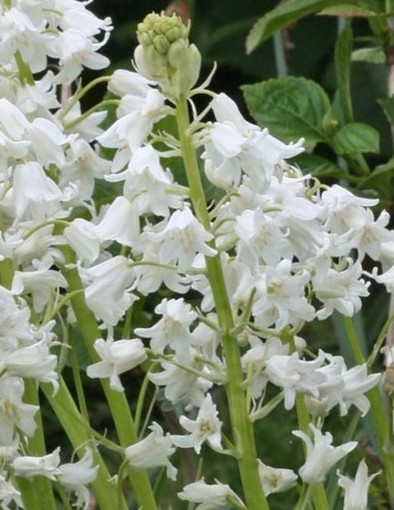 265472_Hyacinthoides hispanica White City Nahaufnahme weißer Glockenblumen mit dichten, glockenförmigen Blüten vor grünem Laub, ideal für Garten- und Pflanzenangebote