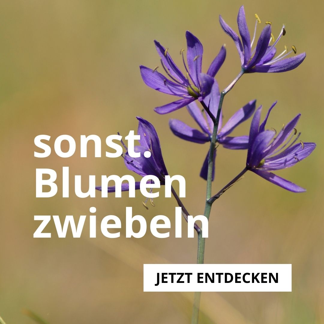 Sonstige Blumenzwiebeln