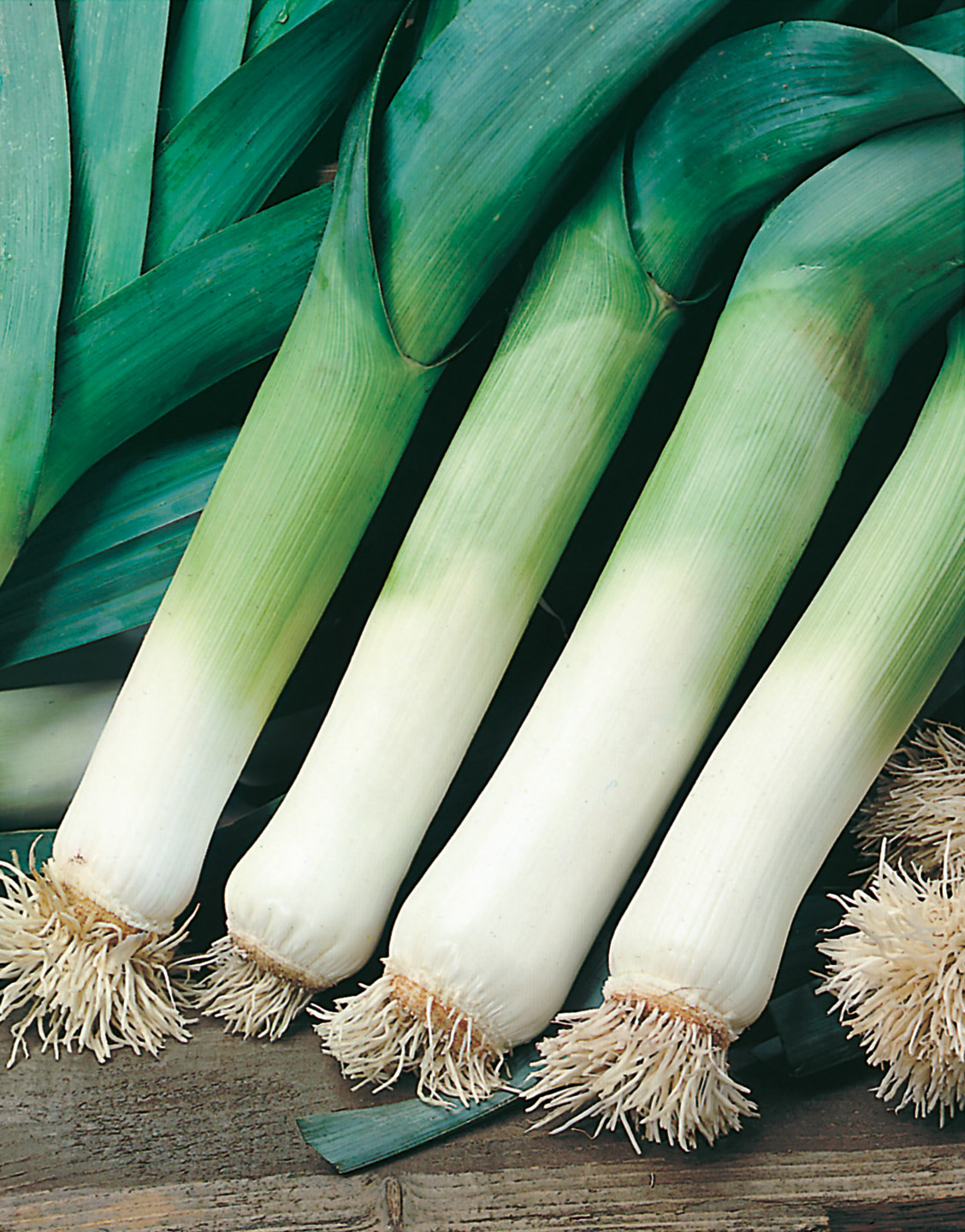 Lauch Pillensaat Elefant