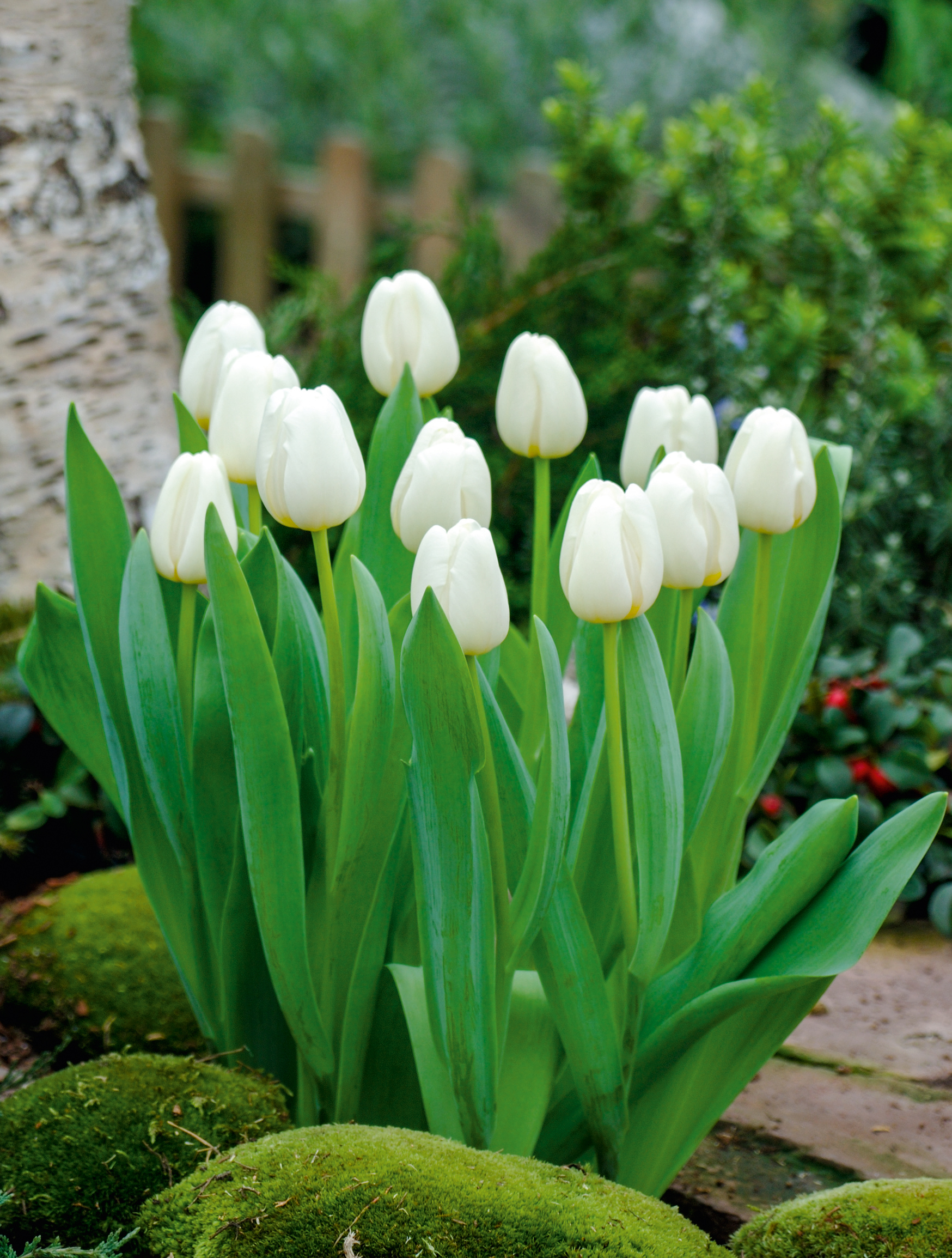 Weiß blühende Tulpen in einem Gartenbeet, umgeben von grünen Blättern, Moos im Vordergrund und einem Birkenstamm im Hintergrund.