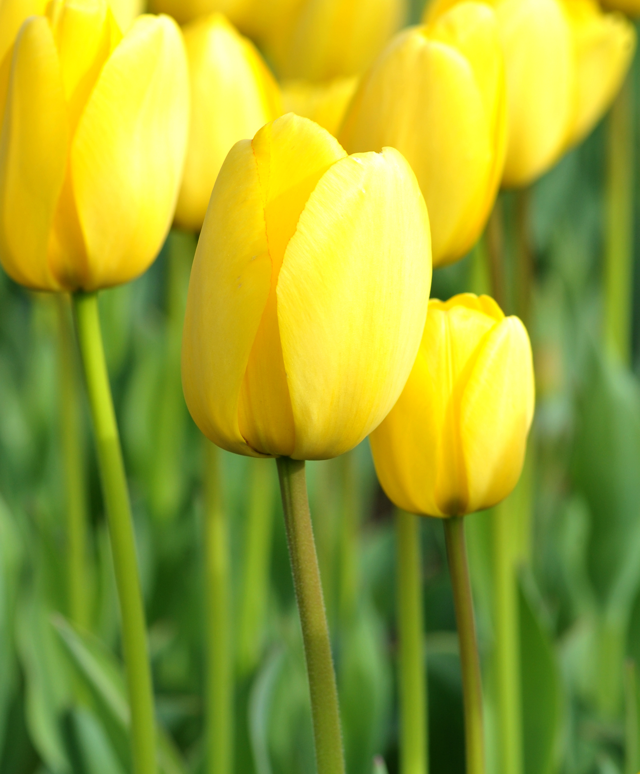 224312_D.-H.-Tulpen Golden Parade Nahaufnahme einer gelben Tulpe mit grünem Stängel; im Hintergrund weitere gelbe Tulpen und unscharfe grüne Blätter.