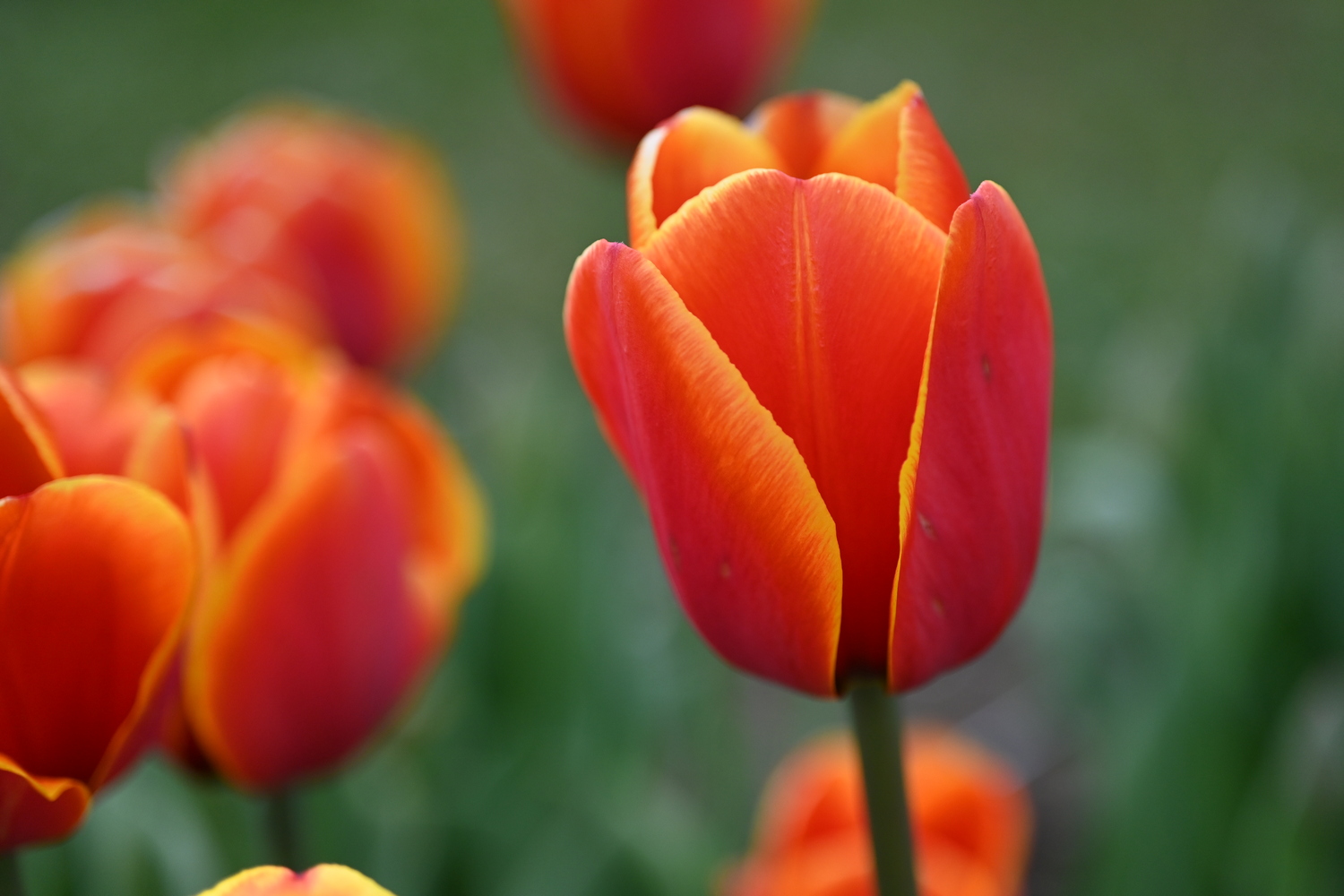224732_Dafeng_2 Nahaufnahme einer rot-orangefarbenen Tulpe mit gelben Kanten an den Blütenblättern vor unscharfem grünem Hintergrund und weiteren Tulpen