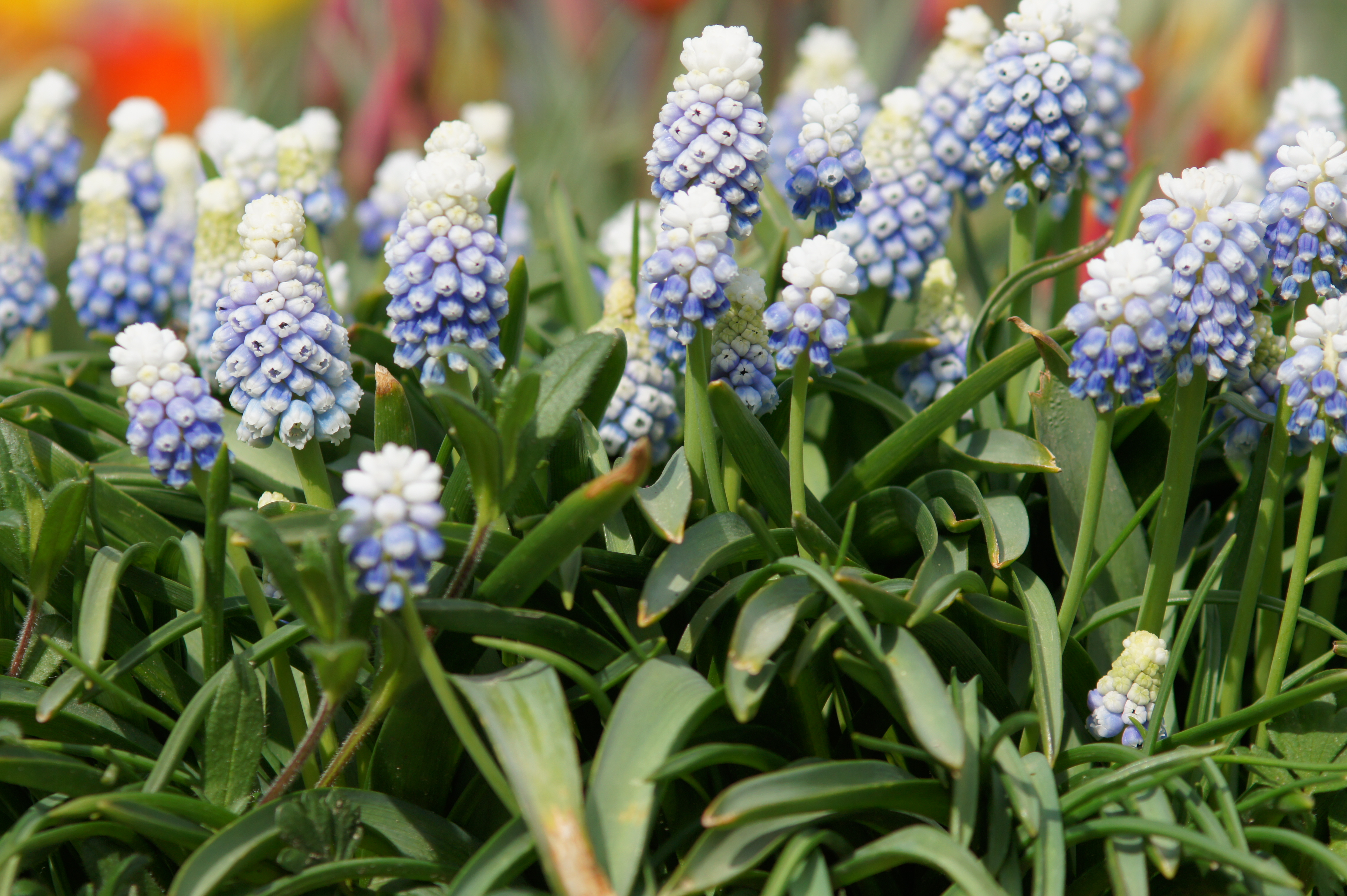 Nahaufnahme bläulich-weißer Traubenhyazinthen (Muscari) mit grünen Blättern als Bodendecker im Frühlingsgarten
