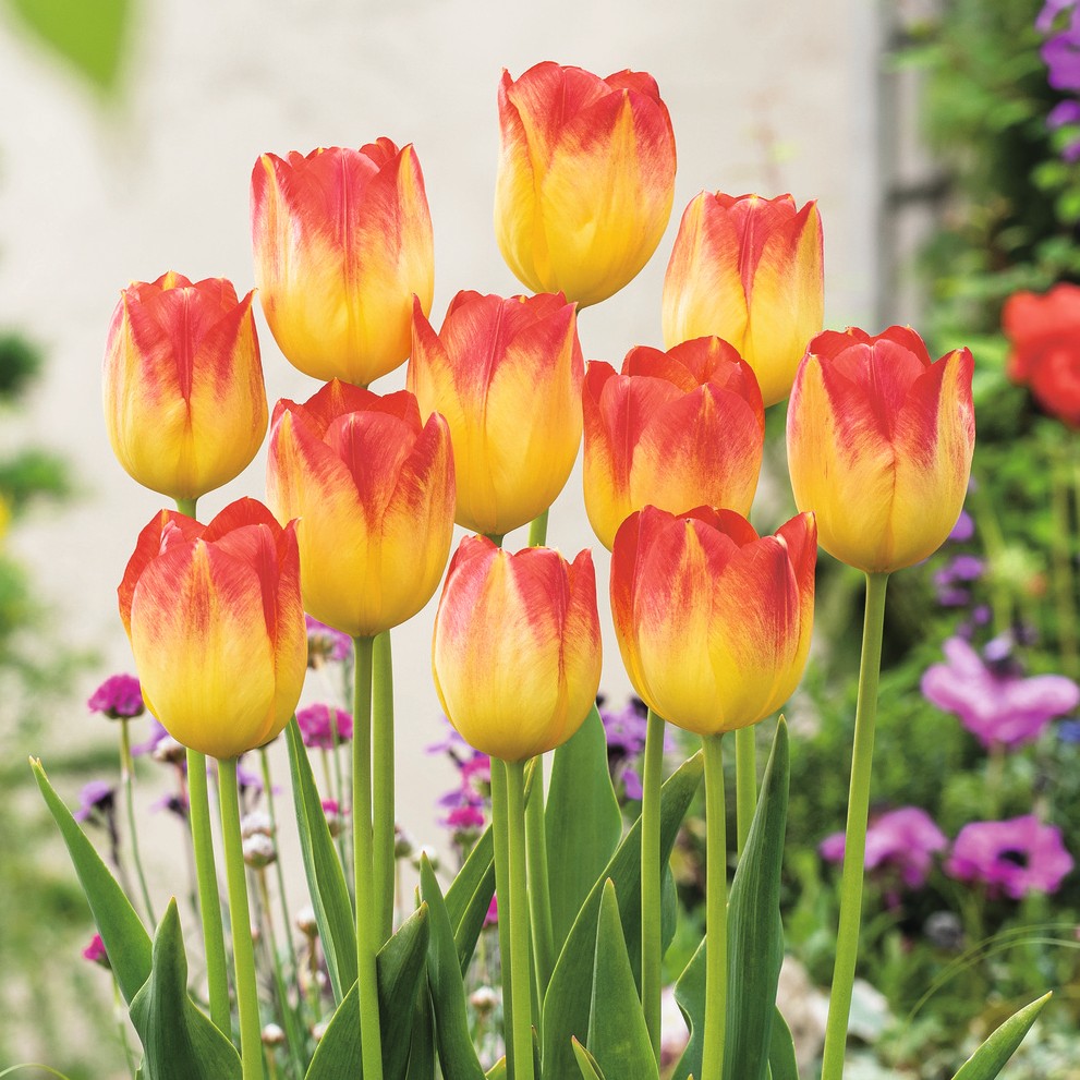 Triumph-Tulpen Suncatcher
