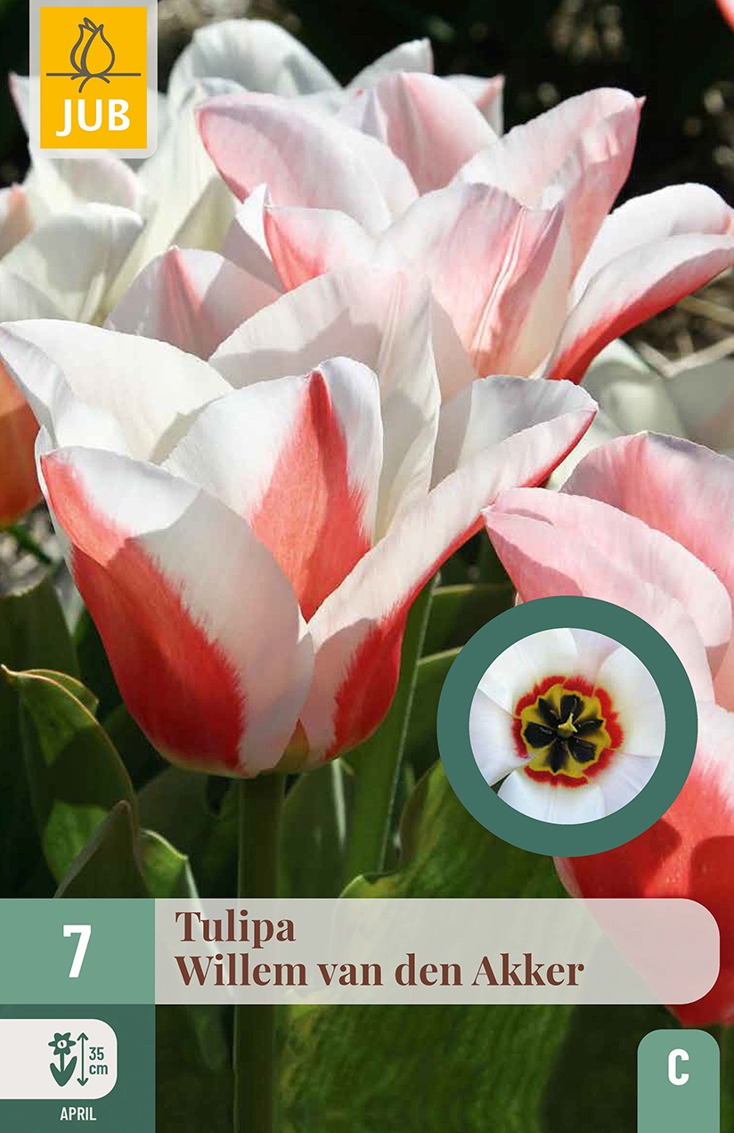 Greigii-Tulpen Willem van den Akker