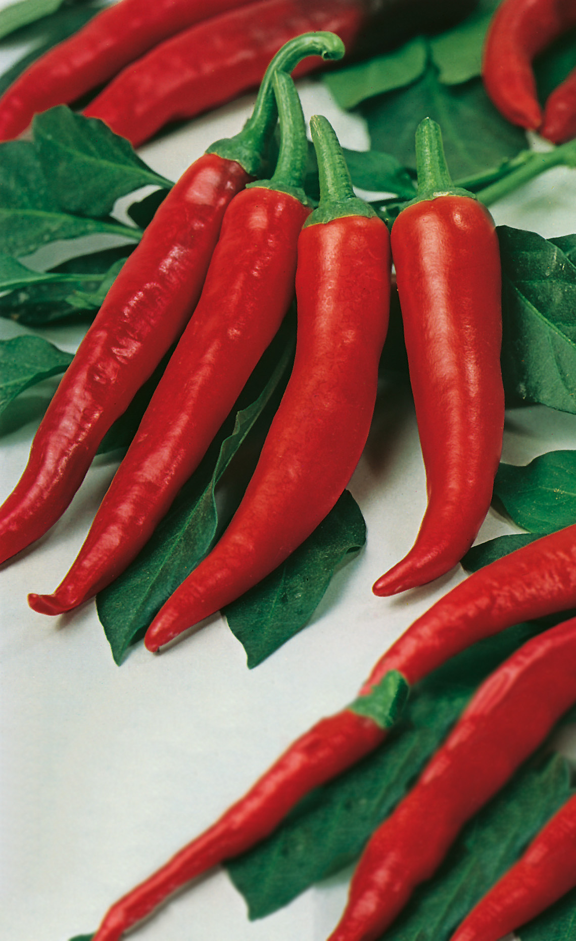 Peperoni Halblanger Vulkan