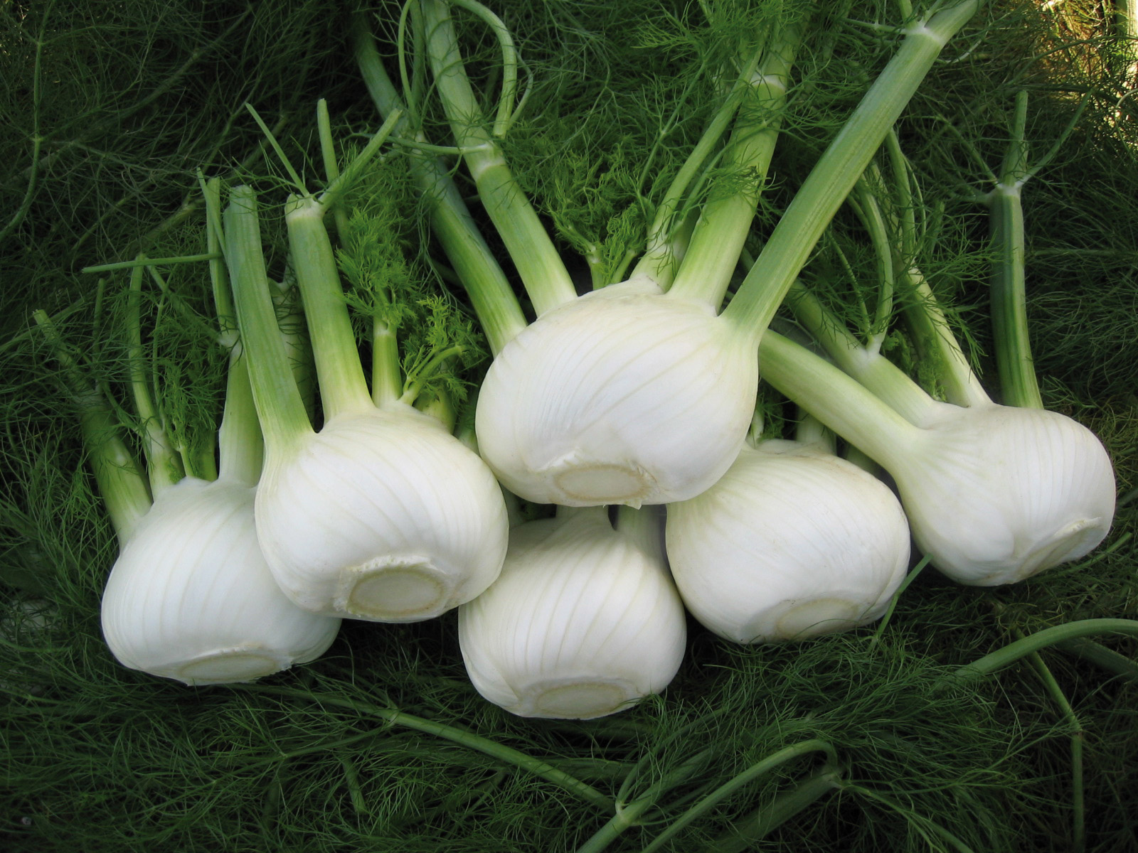 Knollenfenchel (Bio) Orion F1