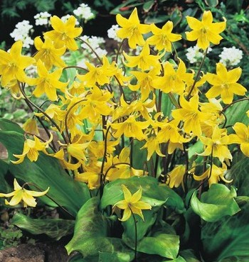 Bunte gelbe Orchideen in voller Blüte Ein schönes Arrangement von gelben Orchideen, die in einem Garten blühen, umgeben von grünem Laub.