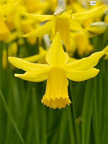 Pseudo-Narcissus obvallaris Nahaufnahme einer leuchtend gelben Narzisse (Osterglocke) mit auffälliger trompetenförmiger Blütenkrone vor unscharfem grünem Hintergrund