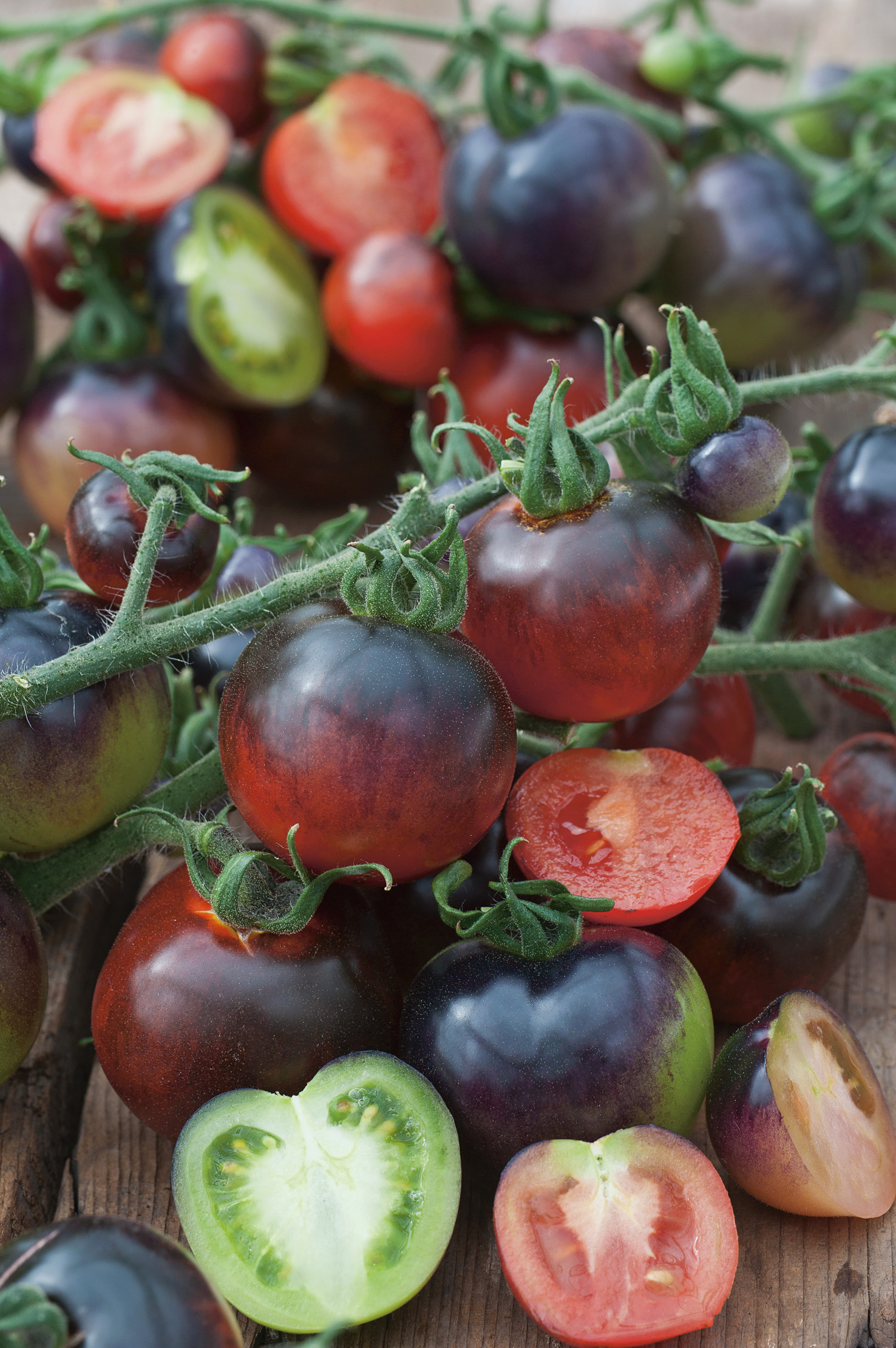 Cocktailtomaten Indigo Rose