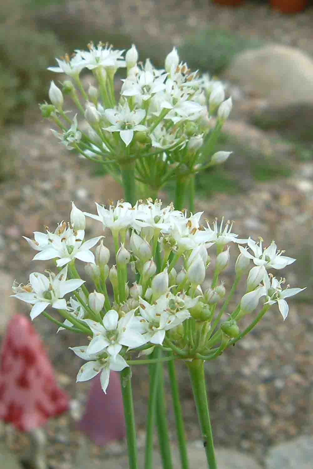 Nahaufnahme weißer sternförmiger Blüten in dichten Dolden auf langen grünen Stielen vor verschwommenem Gartenhintergrund