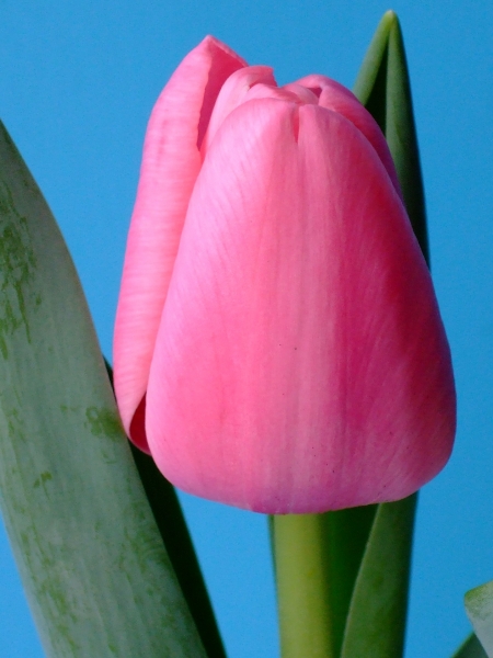 224012_Triumph-Tulpen Tresor Nahaufnahme einer rosa Tulpe vor blauem Hintergrund mit sichtbarem grünem Blatt