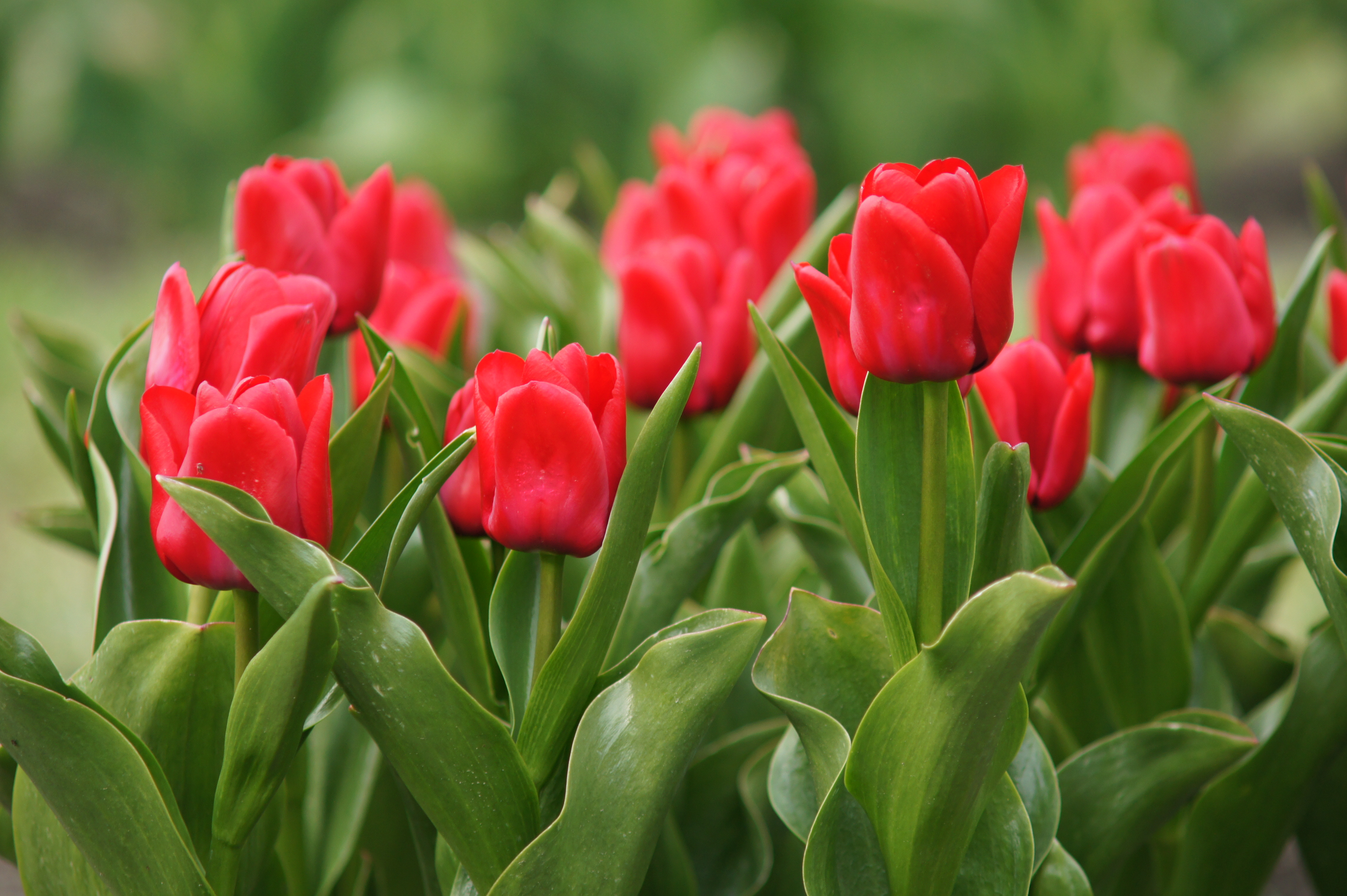 Triumph-Tulpen Unique de France