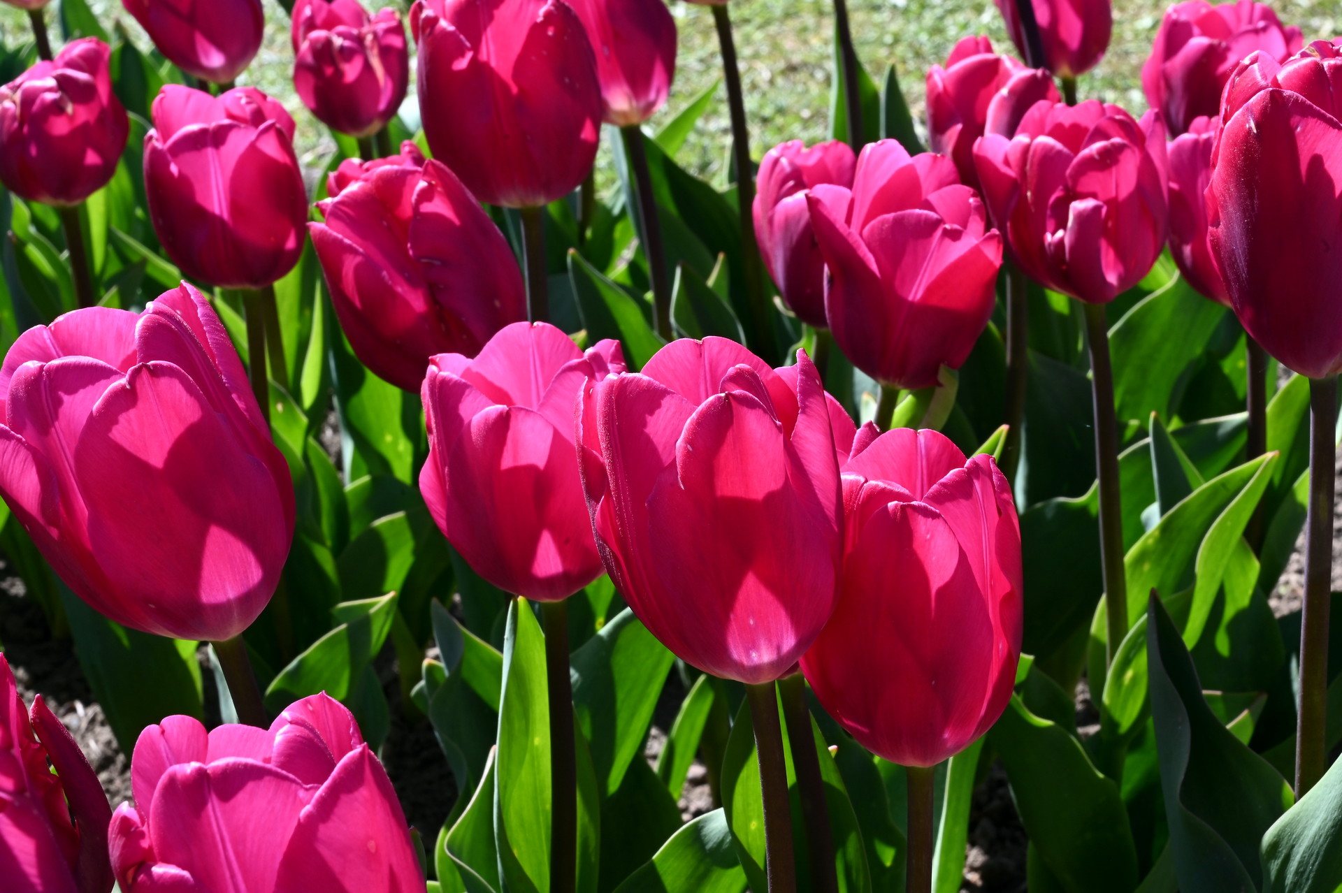 Triumph-Tulpen Pink Ardour