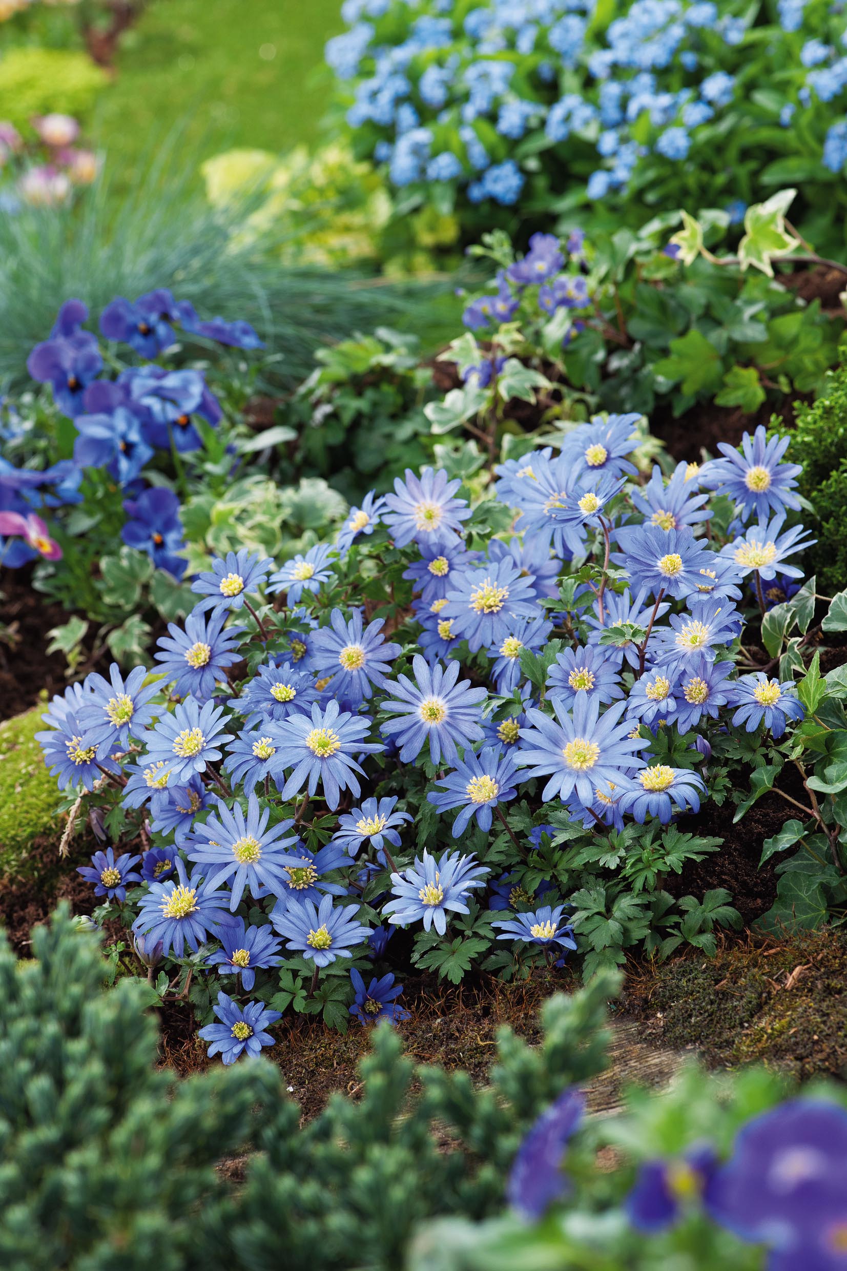 265055_14275880_FM_RGB Nahaufnahme blauer Anemonen (Anemone blanda) mit gelben Zentren im Beet, umgeben von Efeu, Stiefmütterchen und frischem Grün