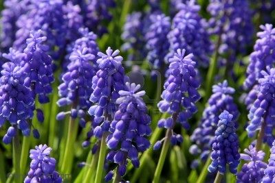 Bunte Traubenhyazinthe im Garten Nahaufnahme von blühenden Muscari-Pflanzen mit leuchtend lila Blüten