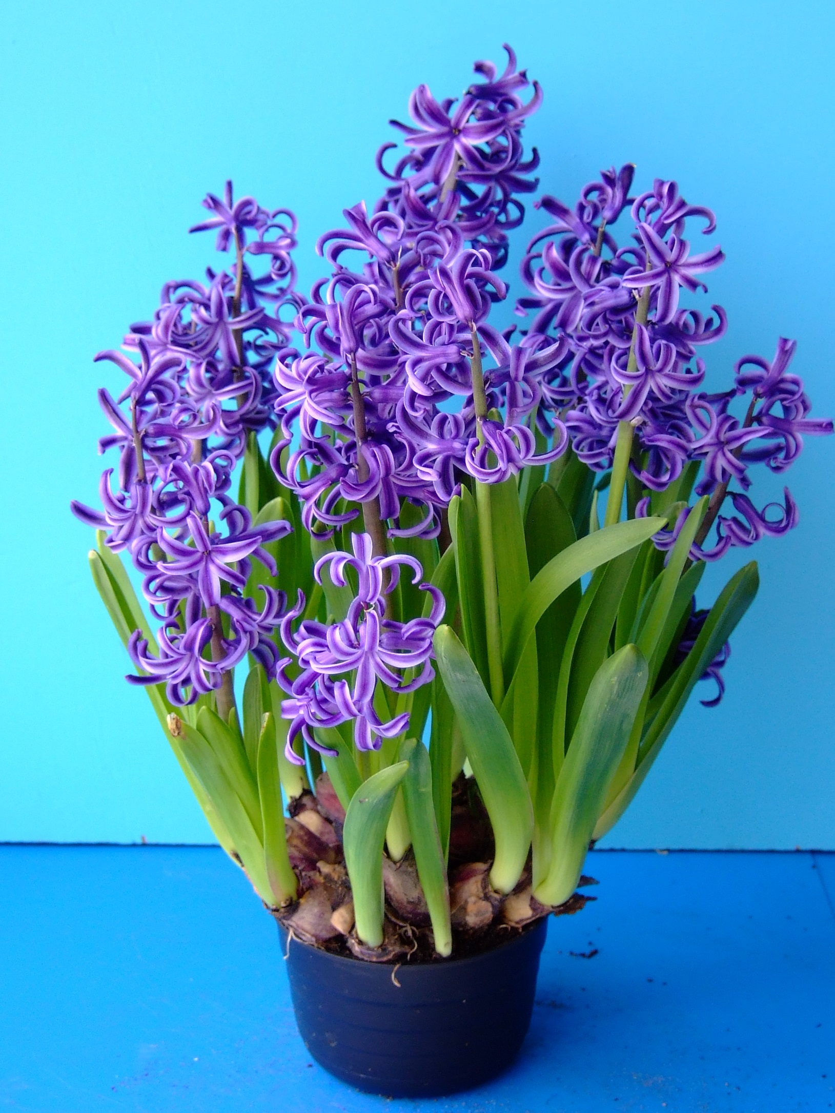 Multiflora_Blauw2014 (1) Blühende lila Hyazinthe (Hyacinthus) mit grünen Blättern und sichtbaren Zwiebeln in schwarzem Topf vor blauem Hintergrund