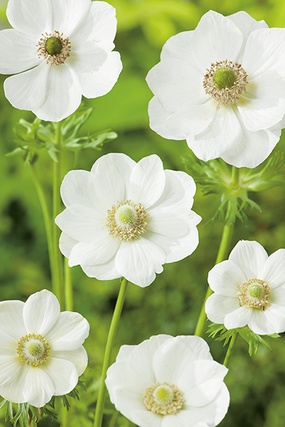 Anemonen coronaria Bride