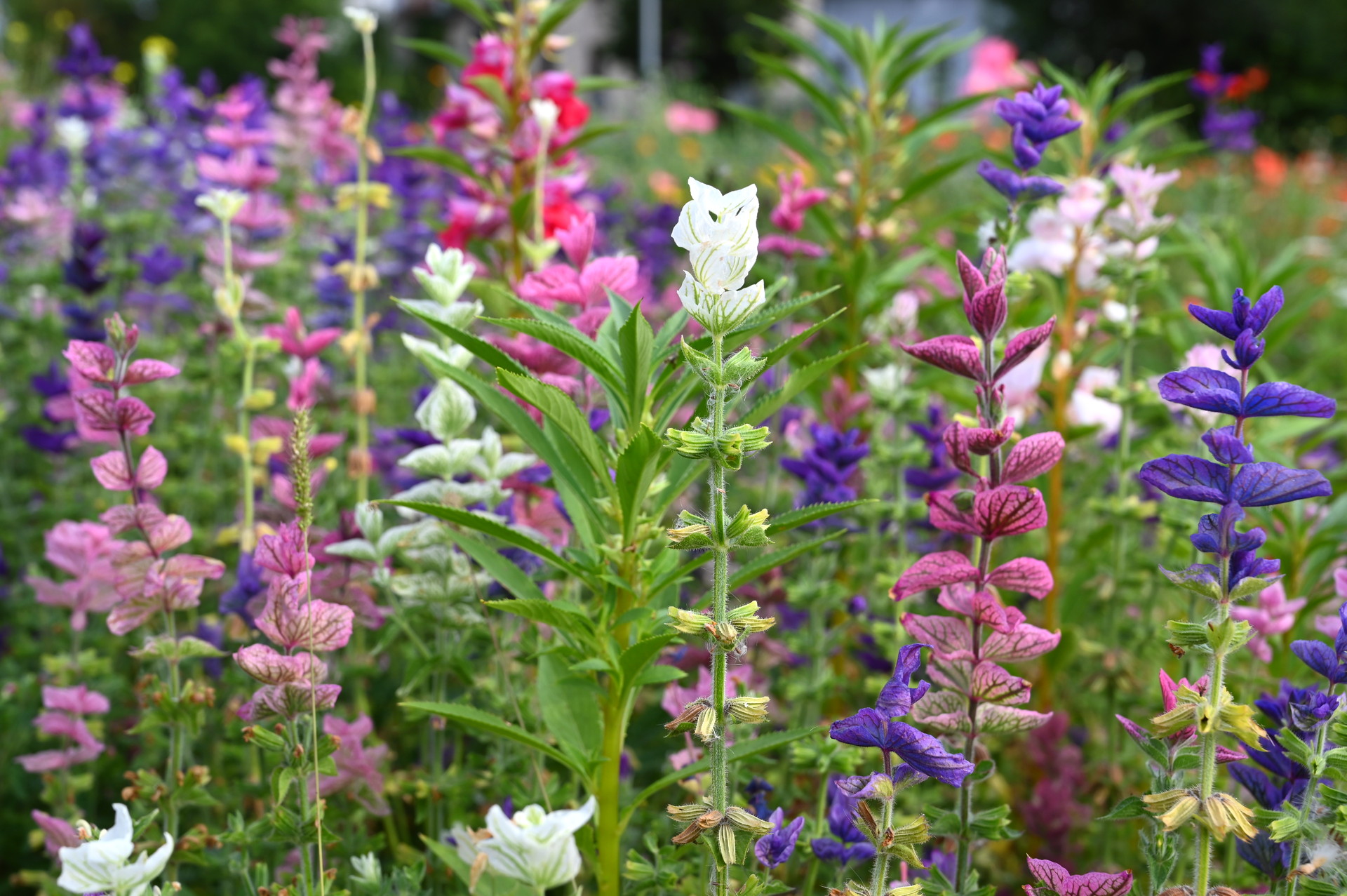 Sommerblumenmischung SchattenOase