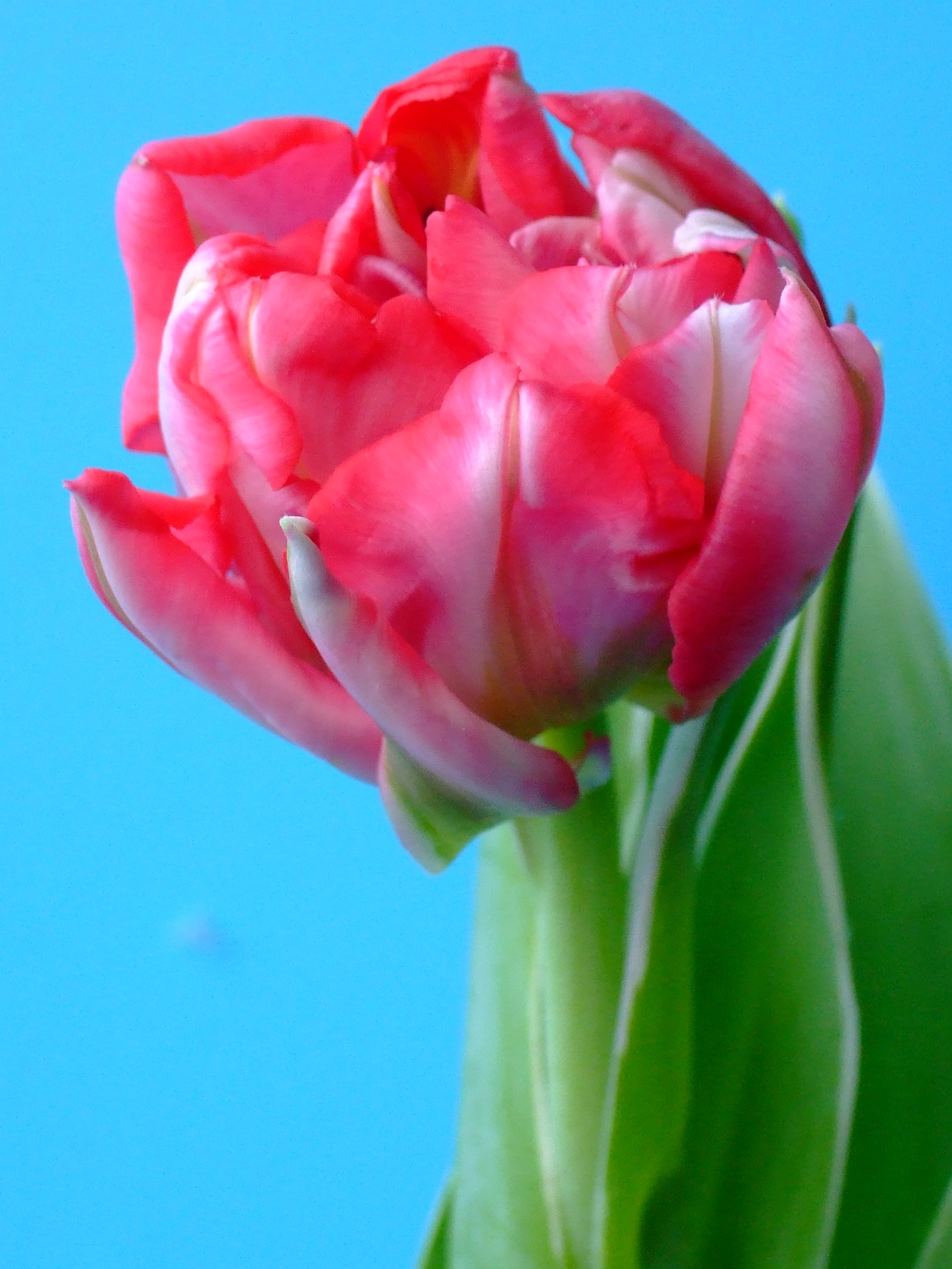 221102_Gef. frühe Tulpen Flash Point_1 Nahaufnahme einer rosa-roten, gefüllten Tulpenblüte mit grünen Blättern vor klarem blauem Hintergrund