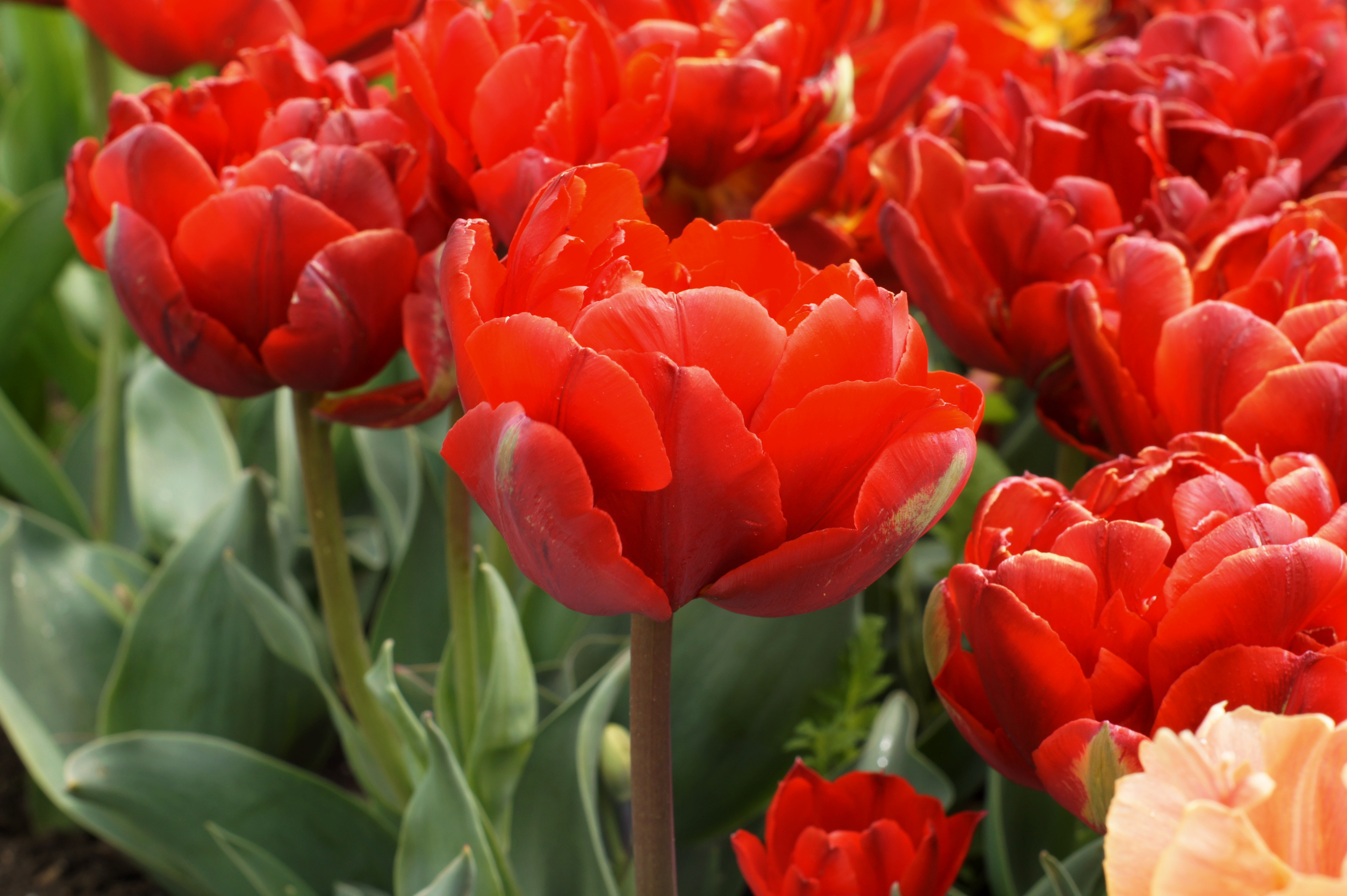 220302_Gef. späte Tulpen Red Princess Nahaufnahme mehrerer leuchtend roter Tulpen im Gartenbeet mit grünen Blättern
