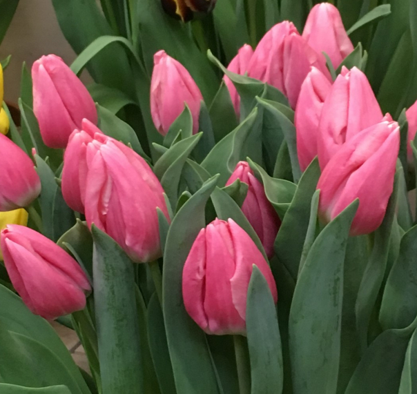 Triumph-Tulpen Fairline (Pico)