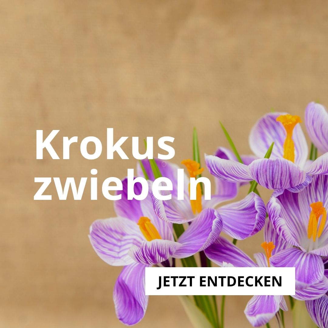 Krokuszwiebeln