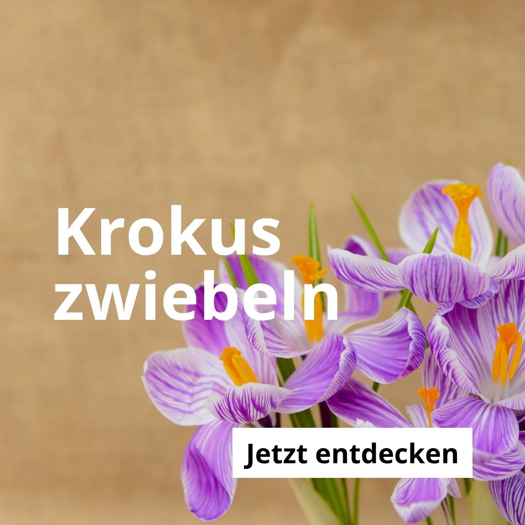 Krokuszwiebeln