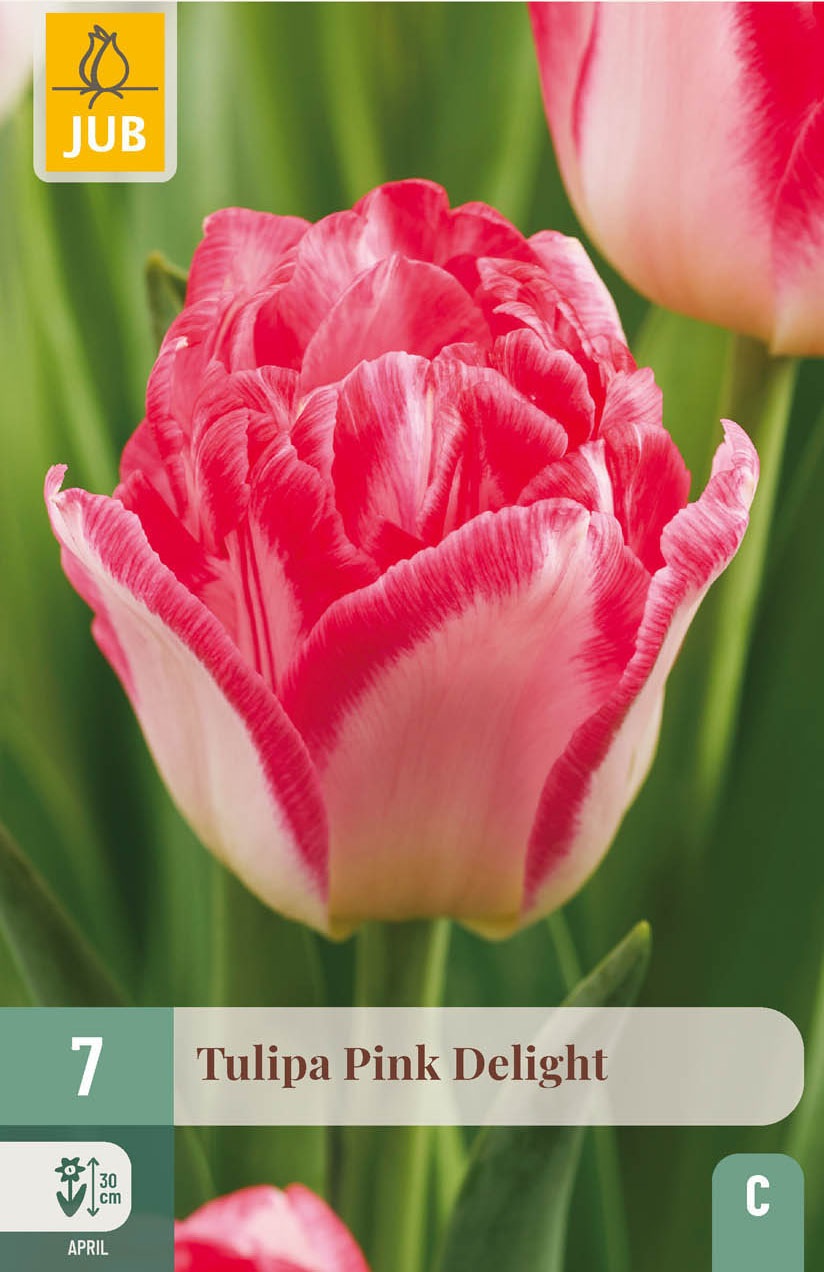 Gefüllte frühe Tulpen Pink Delight
