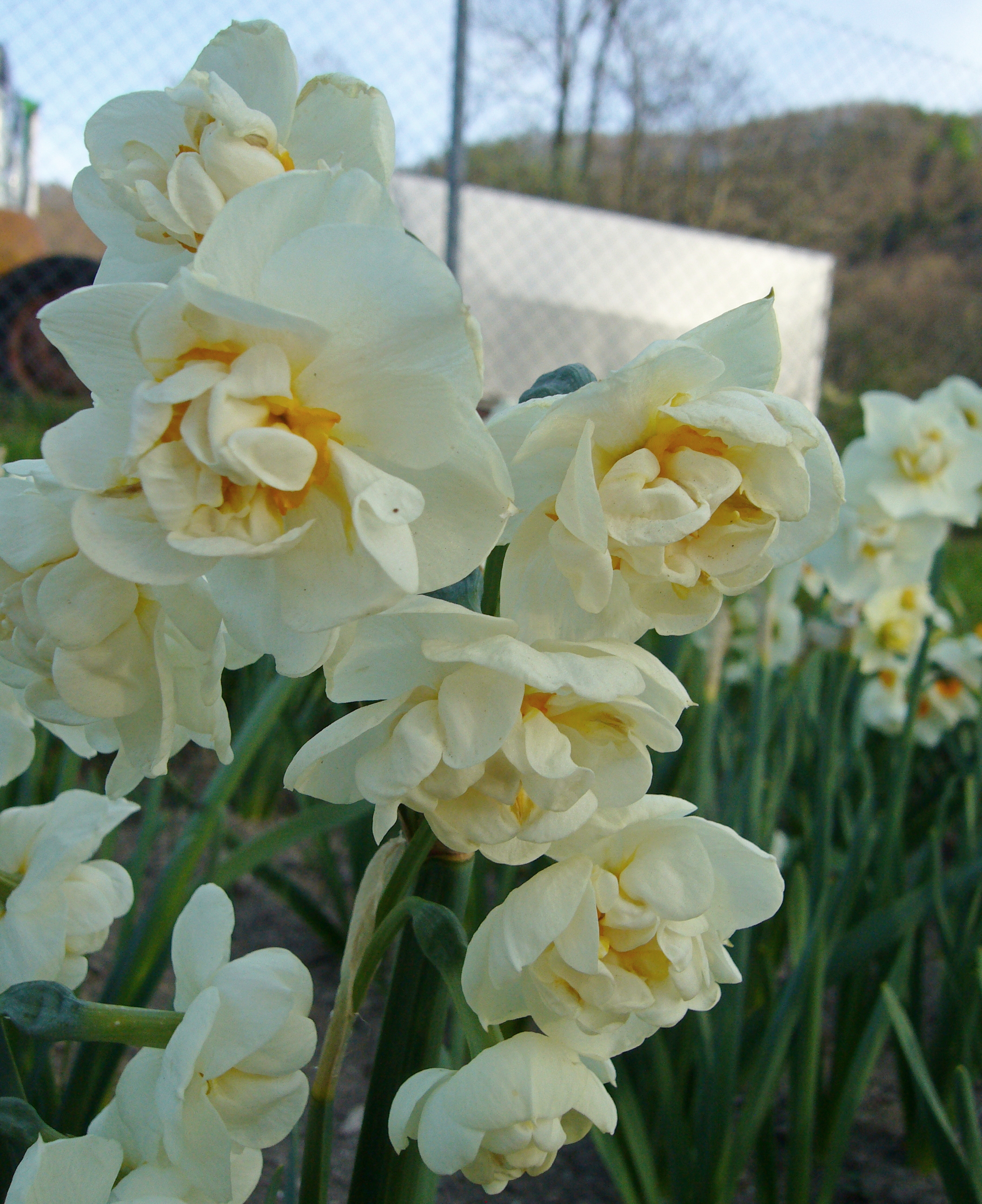 241081-Poetaz-Narzissen Bridal Crown_1 Nahaufnahme mehrerer gefüllter Narzissen in Cremeweiß mit gelbem Zentrum, grünen Stängeln und Blättern im Beet
