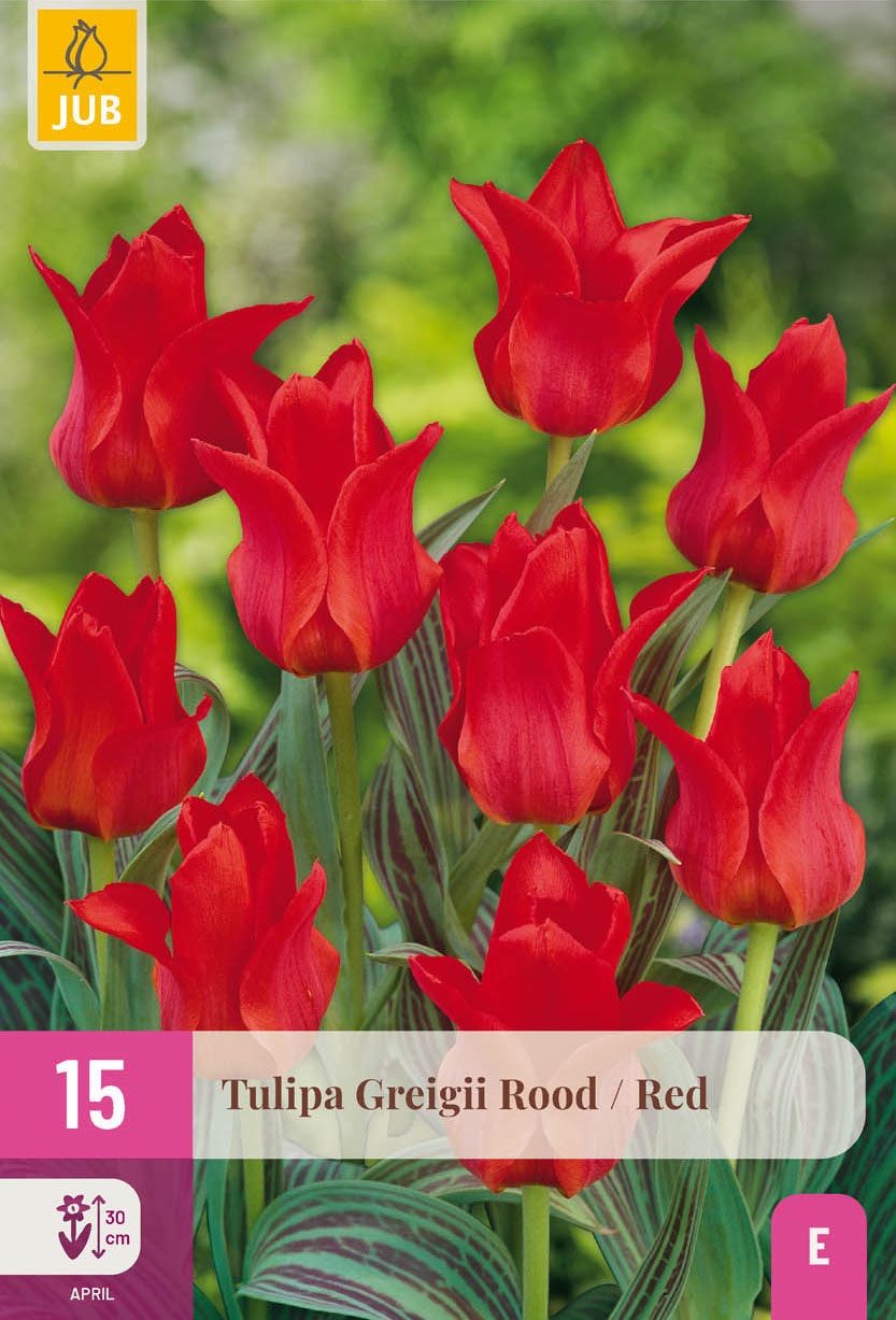 Greigii-Tulpen Rot, Aktion