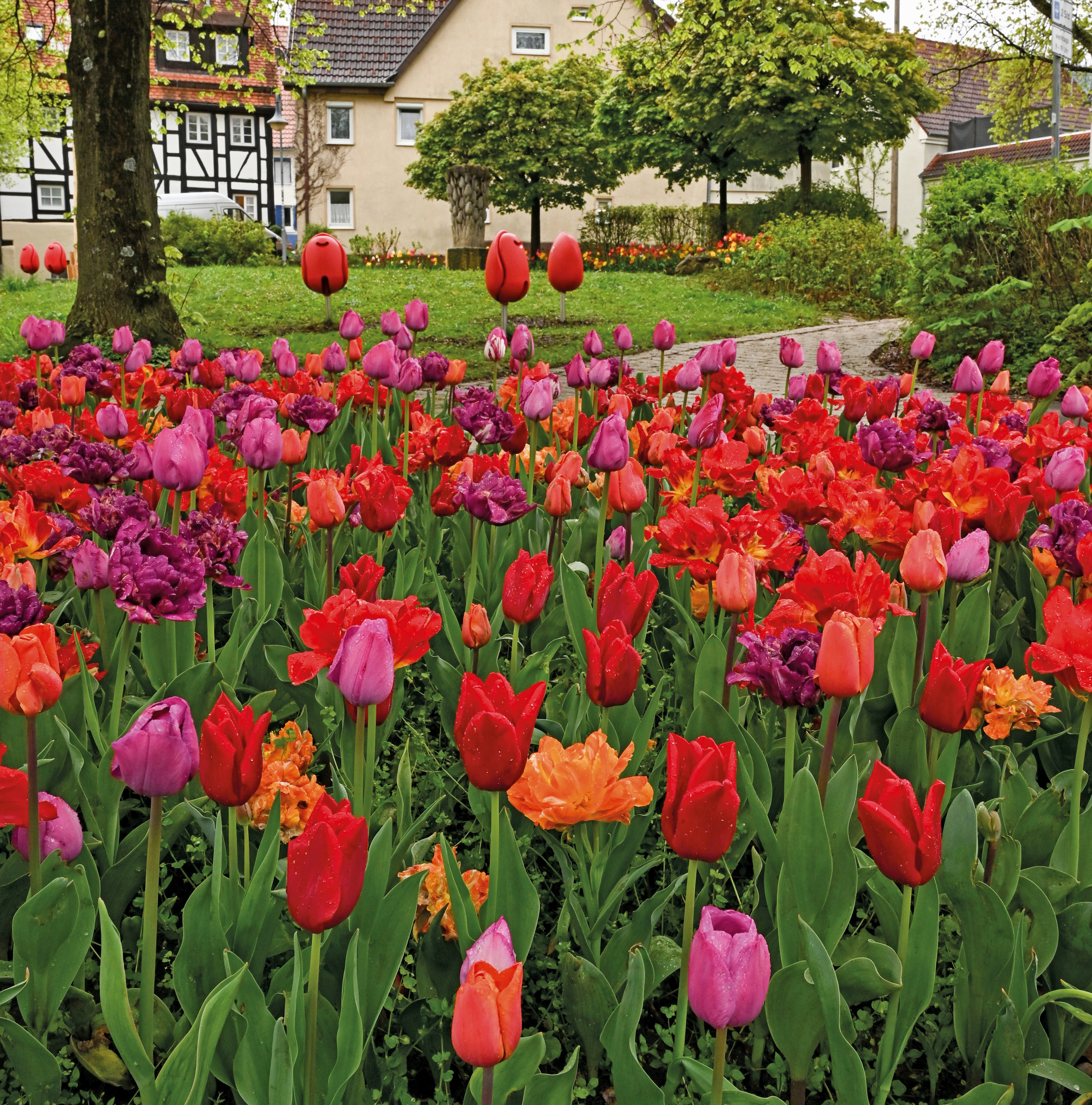Tulpen Mischung Oriental Flair