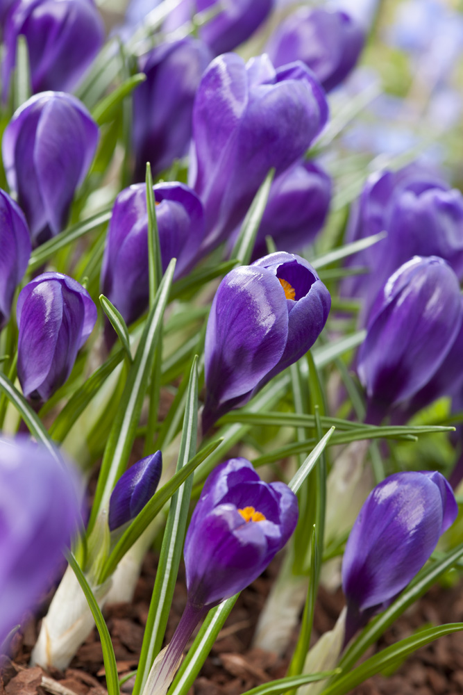 257551_Krokus Flower Record Nahaufnahme violetter Krokusse mit orangefarbenen Narben und grünen Blättern im Beet