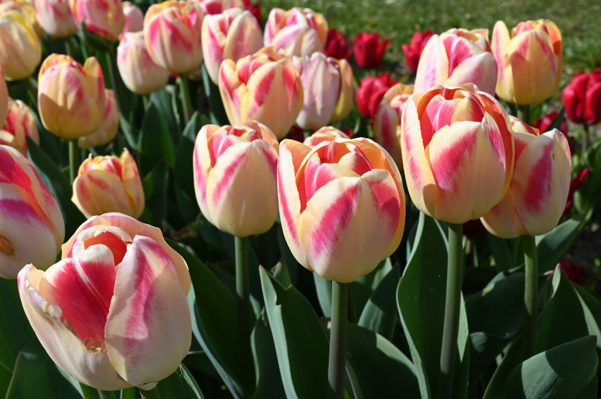 Triumph-Tulpen Buckingham