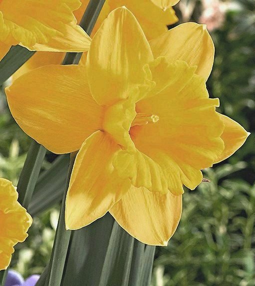 Nahaufnahme einer gelben Narzisse (Osterglocke) mit ausgeprägter Trompetenmitte und grünen Blättern vor unscharfem Gartenhintergrund