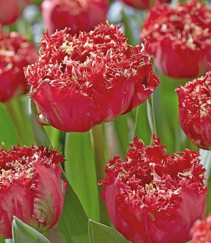 226402_Crispa-Tulpen Qatar Nahaufnahme roter Fransen-Tulpen mit gezackten, fransigen Blütenrändern und grünen Blättern, ideal als Schnittblume oder zur Bepflanzung im Garten