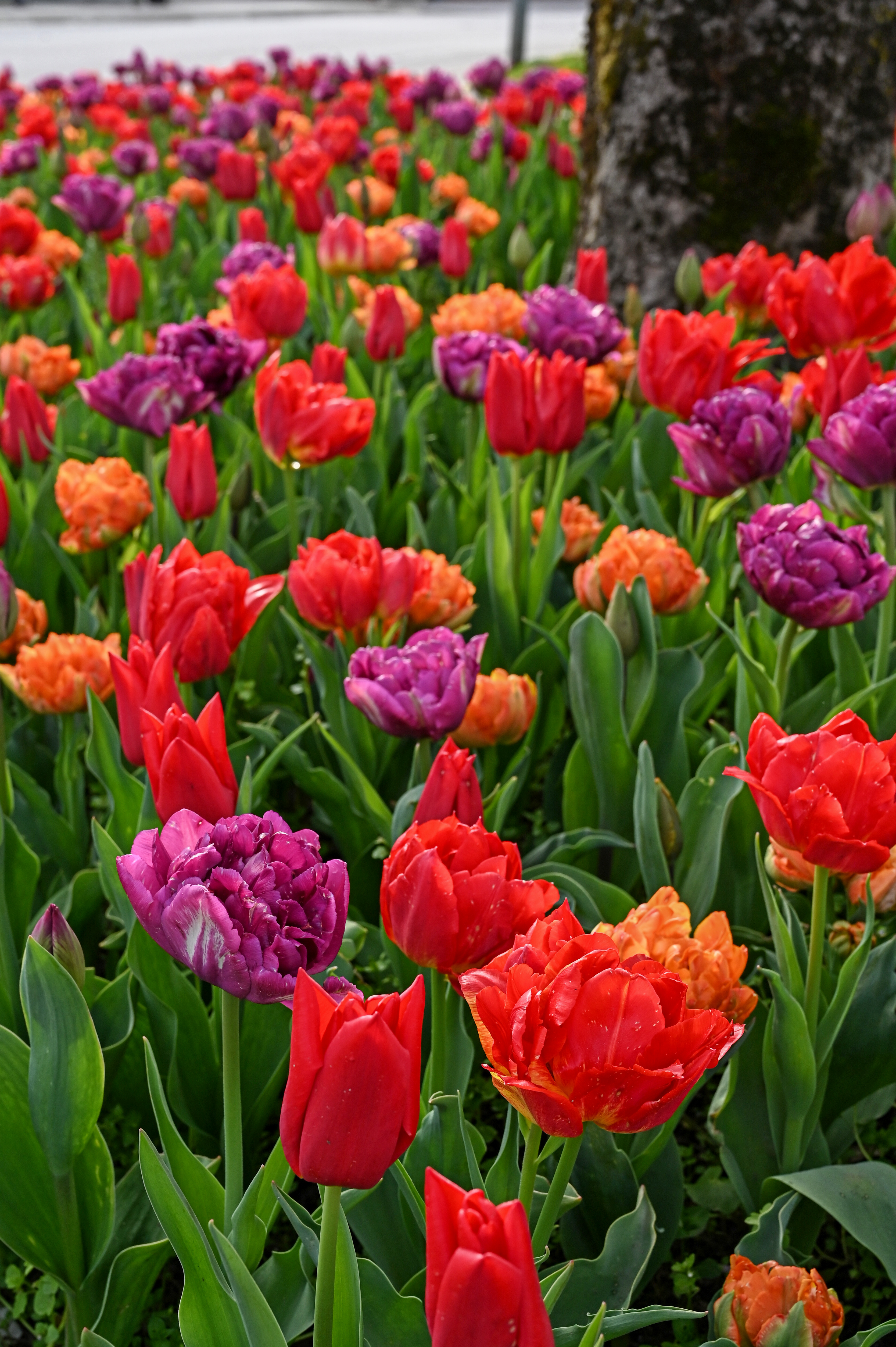 Tulpen Mischung Oriental Flair