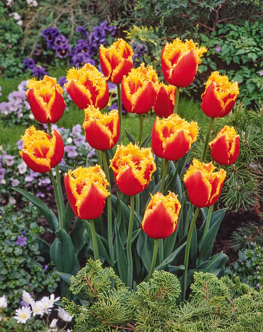 Crispa-Tulpen Davenport