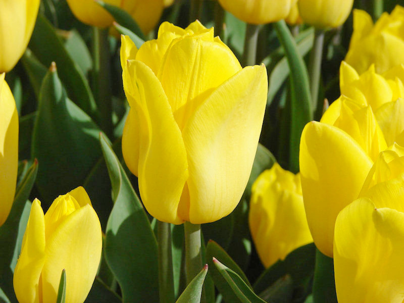 223892_Triumph-Tulpen Strong Gold Nahaufnahme einer gelben Tulpenblüte im Freiland mit mehreren Tulpen und grünen Blättern