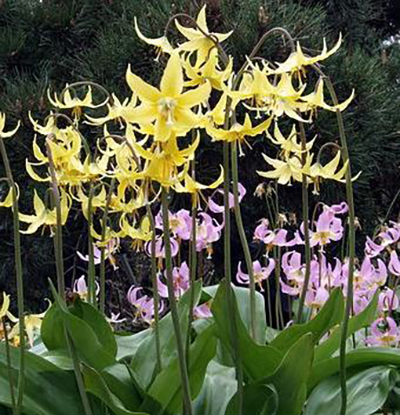Erythronium dens-canis Mischung, auch Hundszahn-Zahnlilie, mit gelben und rosa Blüten im Beet; ideal für feuchte Standorte, Zwiebeln nach Erhalt zügig pflanzen.