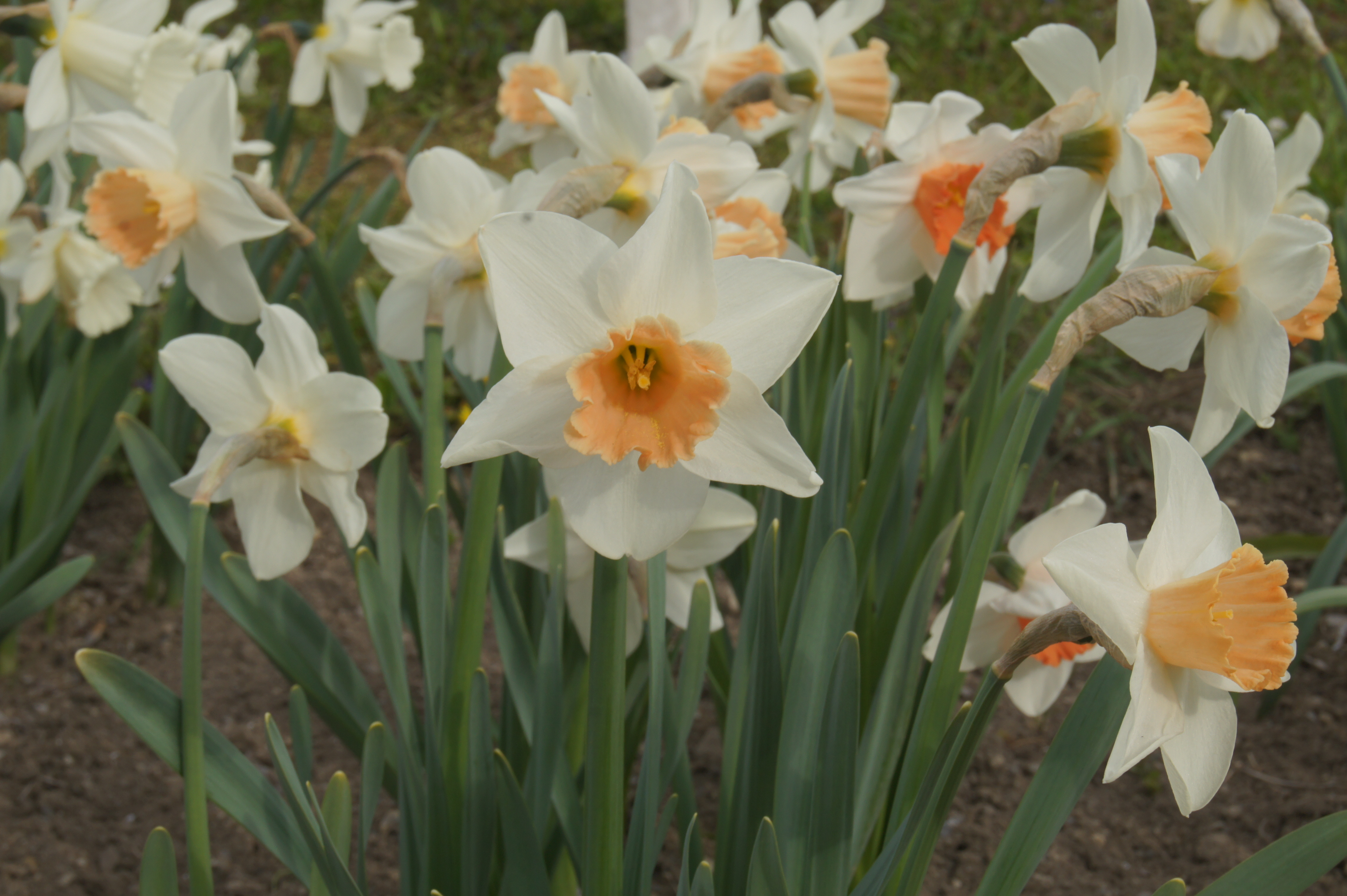 245682_Großkronige Narzissen Accent Nahaufnahme von weißen Narzissen mit apricotfarbener Trompete in einem Gartenbeet, Blüten und grünes Blattwerk