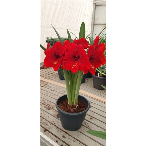 Amaryllis,  Amorita Danu