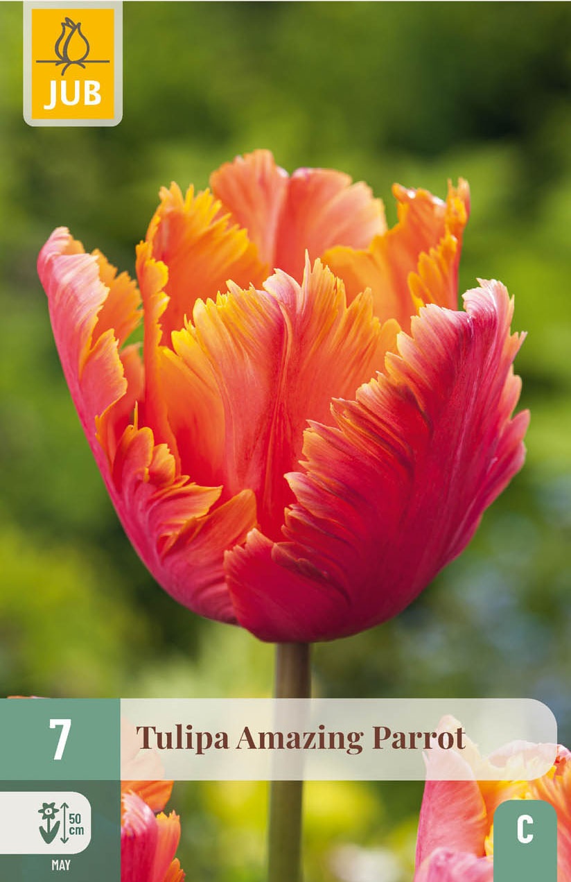 Papagei-Tulpen Amazing Parrot