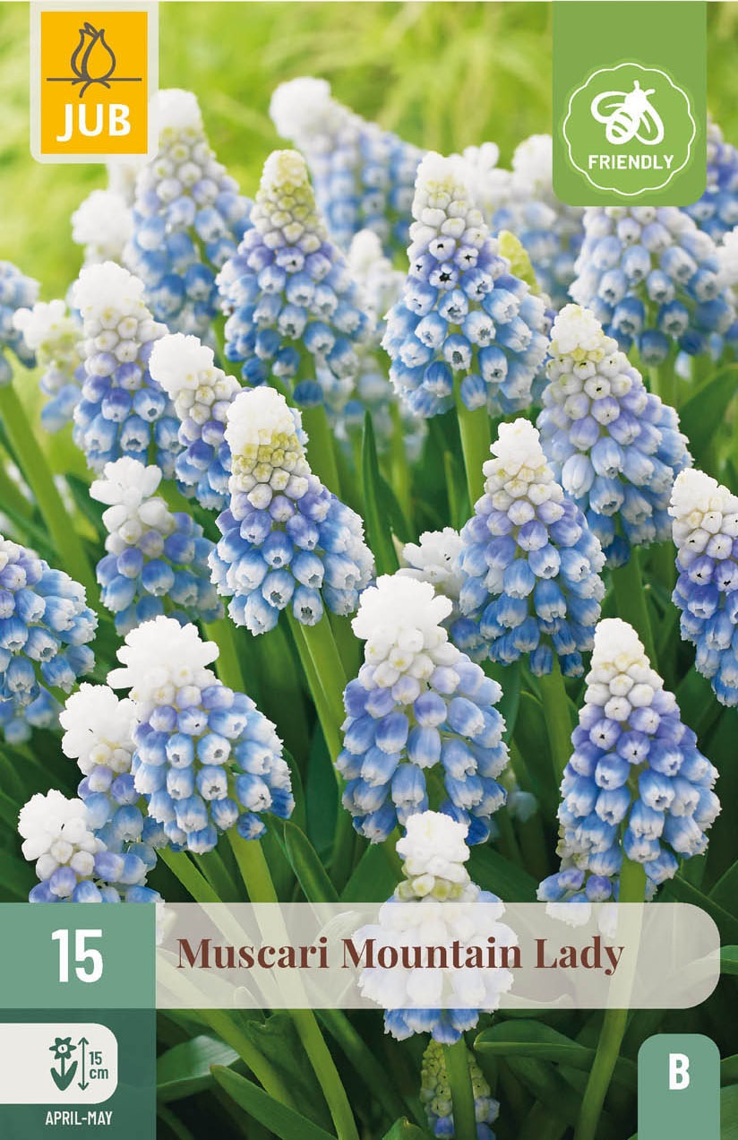 Muscari aucheri Mountain Lady
