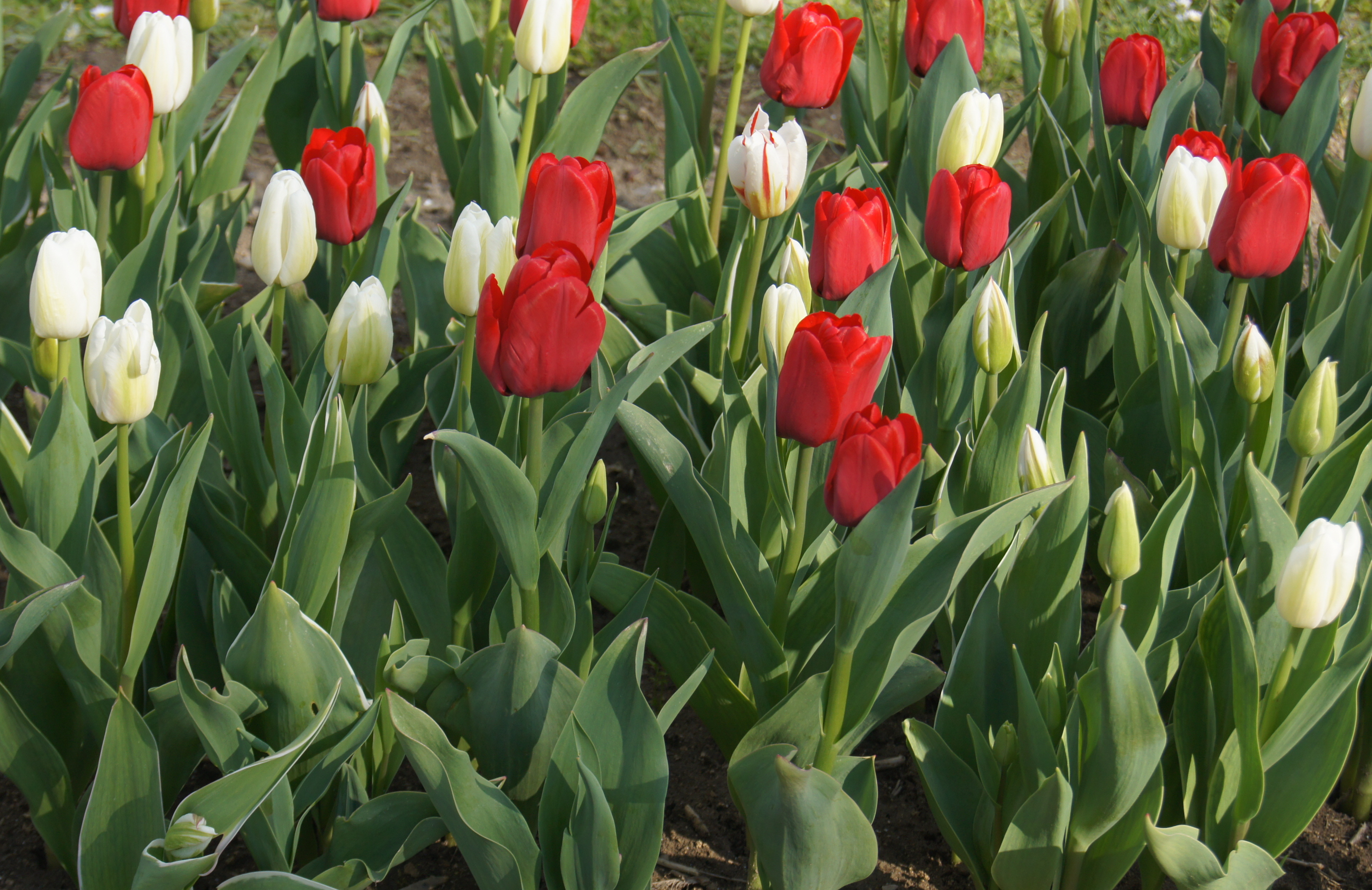 Tulpen Mischung Hanse Mengsel