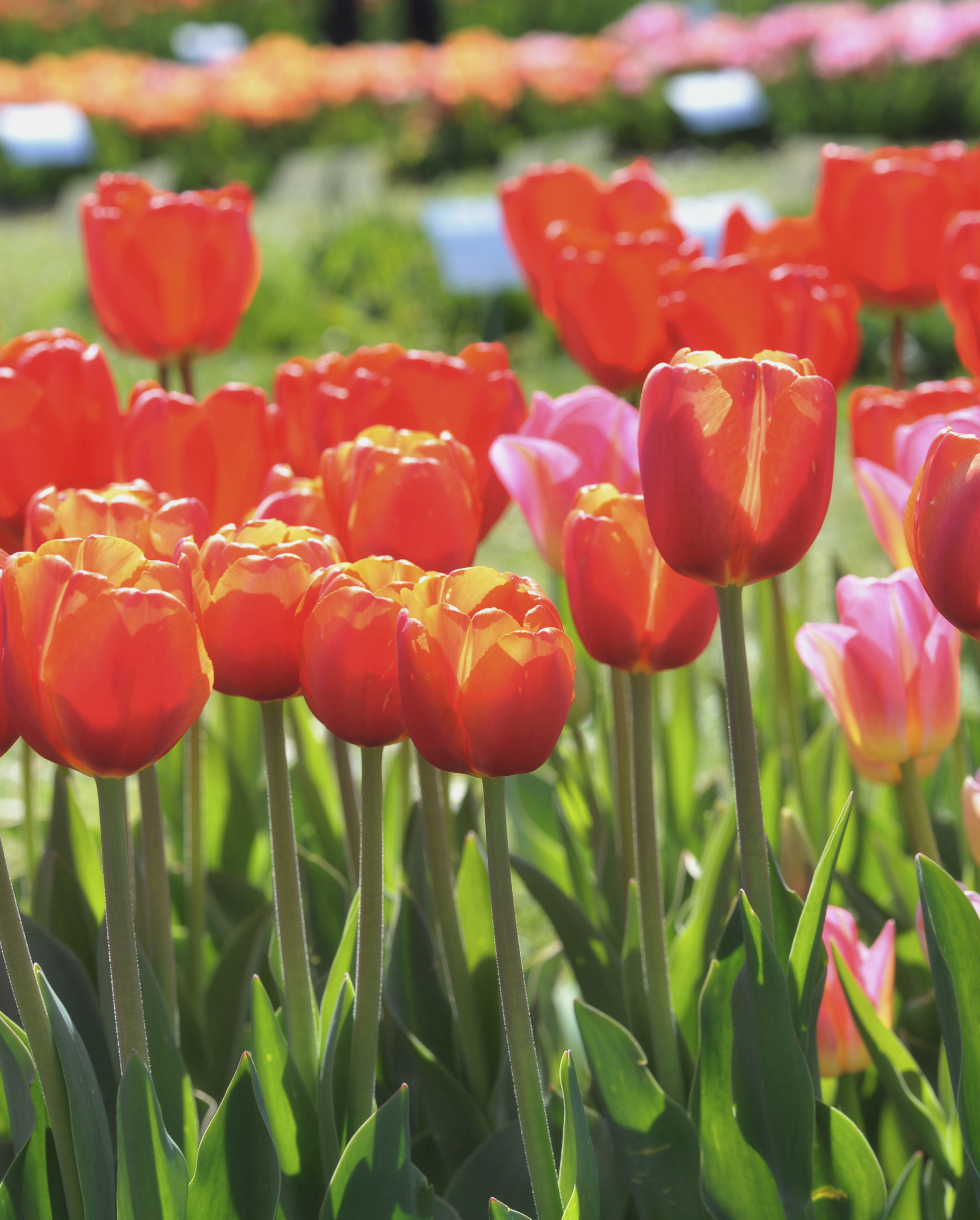 Nahaufnahme von roten und rosa Tulpen mit grünen Stielen und Blättern in einem sonnigen Frühlingsblumenbeet.