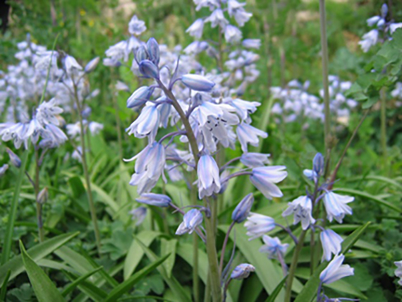 Hyacinthoides Non-scripta