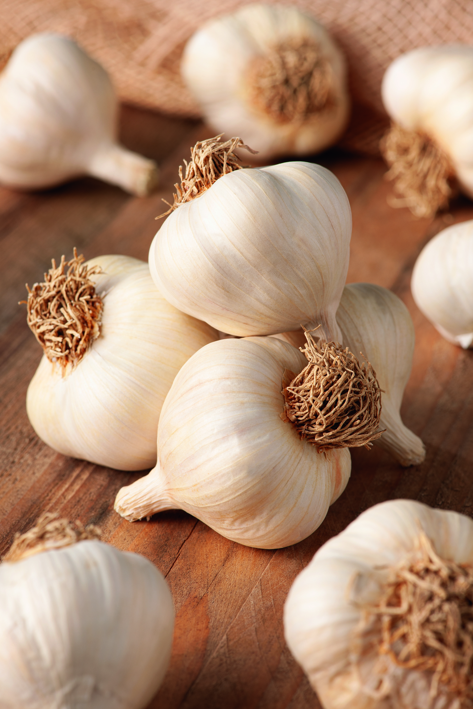 Pflanzknoblauch  Herbstpflanzung